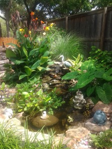 Pond cleaning ponds water features water gardens Austin 6