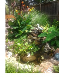 Pond cleaning ponds water features water gardens Austin 61