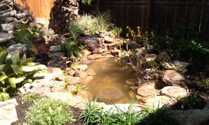 pond cleaning ponds water features water gardens austin 5