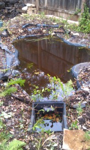 pond cleaning ponds water gardens water features austin 3