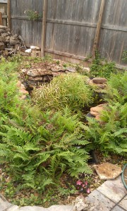 pond cleaning water gardens  water features austin ponds 2